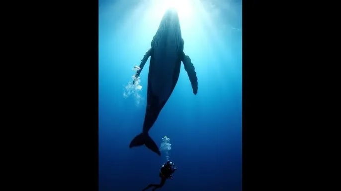 橘梨纱第一部qvod - 深蓝星球：探索海洋深处的未知世界
